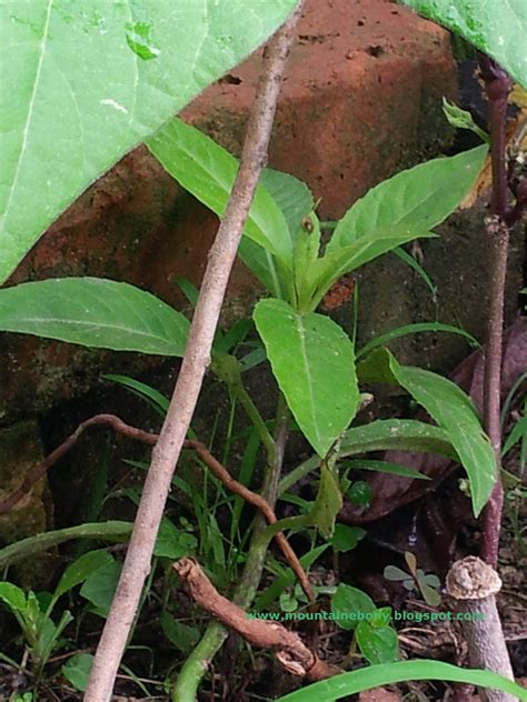 Daun sambung nyawa atau daun sambung nyowo atau akar sebiak yang memiliki nama latin gynura procumbens ini merupakan tanaman yang sudah sering dimanfaatkan untuk pengobatan tradisional di indonesia. "SUKA SUKA ": Pokok Sambung Nyawa