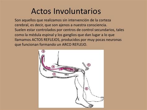 Respuestas Motoras Y Glandulares Actos Involuntarios Acto Y Arco R