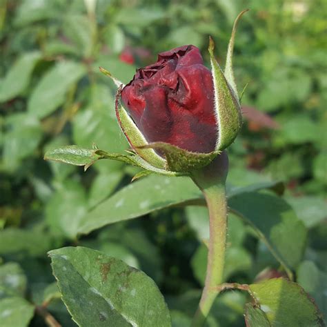 Edelrose Rose Admiral Rot