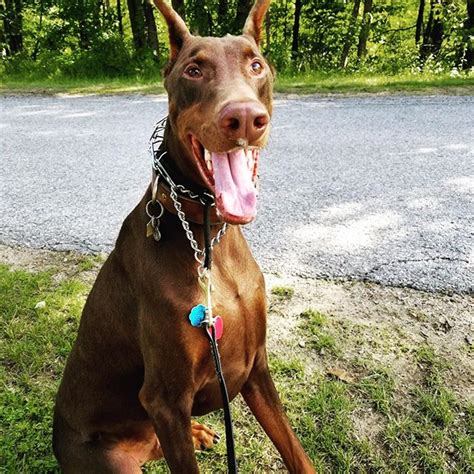 14 Fun Facts About Dobermans Page 2 Of 3 Petpress
