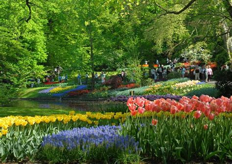 Check spelling or type a new query. 30++ Pemandangan Taman Bunga Tulip - Foto Pemandangan HD