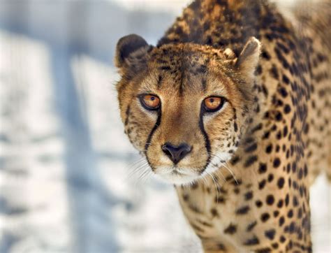 猎豹 陆地动物 野生动物 猫科 胡须 高清壁纸，动物 图片，桌面背景和图片