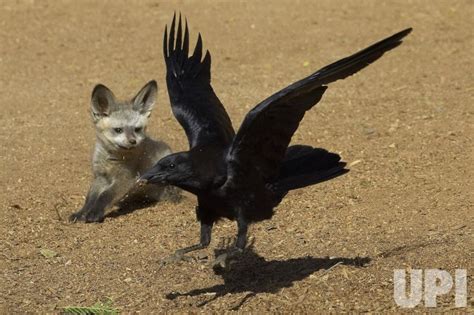 South African Bat Eared Fox Kits Emerge At San Diego Zoo