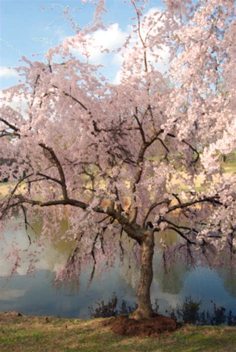 Japanese Cherry Tree In Spring Digital Art By Eva Kaufman