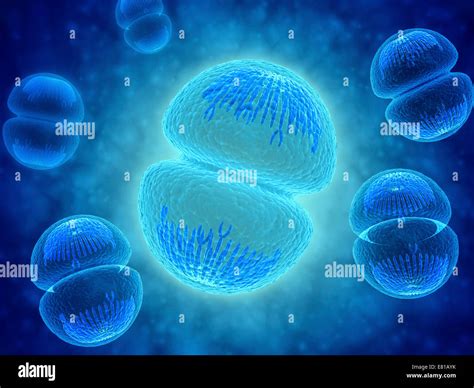 Mitosis Cell Division Hi Res Stock Photography And Images Alamy