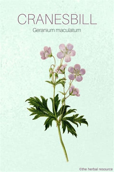 Show off your favorite photos and videos to the world, securely and. Cranesbill - Side Effects, Uses and Benefits