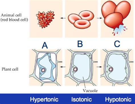 Why does plant cell shrink when kept in hypertonic solution. Osmosis - Fried BioChem + Knowledge Sauce, with a sprinkle ...