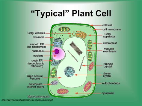 Ppt Cell Structure And Function Powerpoint Presentation Id5128250