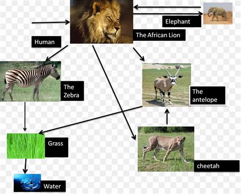 So since there's no food chain, lions can't be at the top of it. Lion Cheetah Cougar Common Warthog Food Web, PNG ...