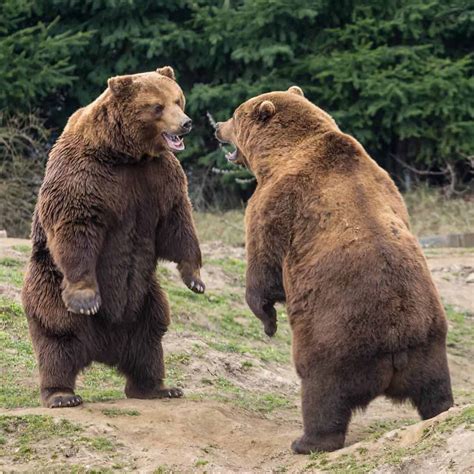 Grizzly Bear Vs Siberian Tiger Fight Comparison Who Will Win