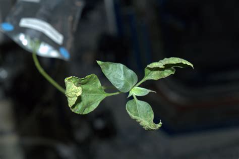 However, it is best to water them regularly during their most rust appears on upper leaf surfaces first as yellow or white spots that turn brown or black. dpettitblog - Page 4 - Letters to Earth: Astronaut Don Pettit