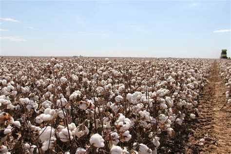 Kansas Cotton Production Pcca Commentator