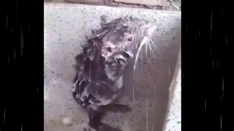 Cutest Rat Taking A Shower Like A Human Rata Bañandose Full Hd