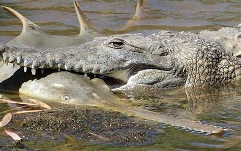 Cocodrilo Australiano Cazando Un Pez Sierra Australian Saltwater Crocodile Saltwater