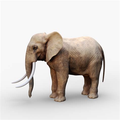 3d African Elephant Rigged Model Turbosquid 1213648