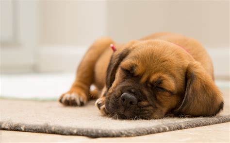 图片素材 小狗 可爱 宠物 睡眠 脊椎动物 狗喜欢哺乳动物 狗品种组 狗杂交 puggle x 素材中国 高清壁纸