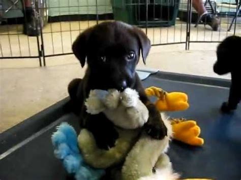 However, puppies do not stay small forever and a labs' companionship spay or neuter. 3 Female Golden Retriever/Black Lab-Mix Puppies - YouTube