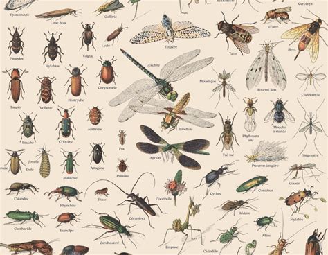 Les Insectes Des Amis Précieux Et Menacés Observatoire Des Aliments