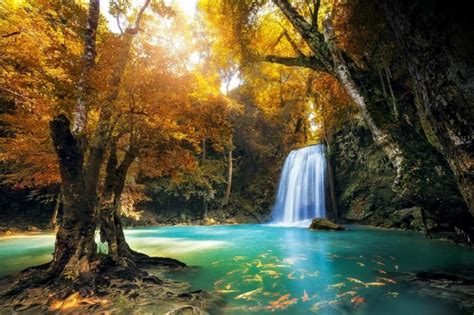 Conoce Los 13 Bosques Más Hermosos Del Mundo Según National Geographic