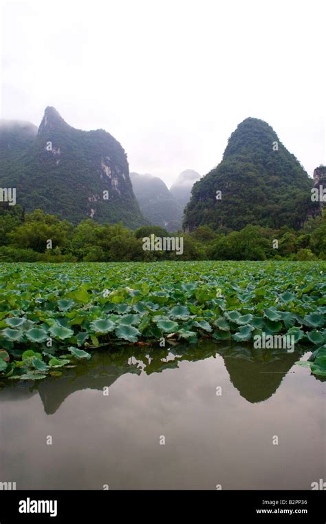 Karst Peaks Surround A Lake Full Of Lotus Plants Yangshuo Guangxi China