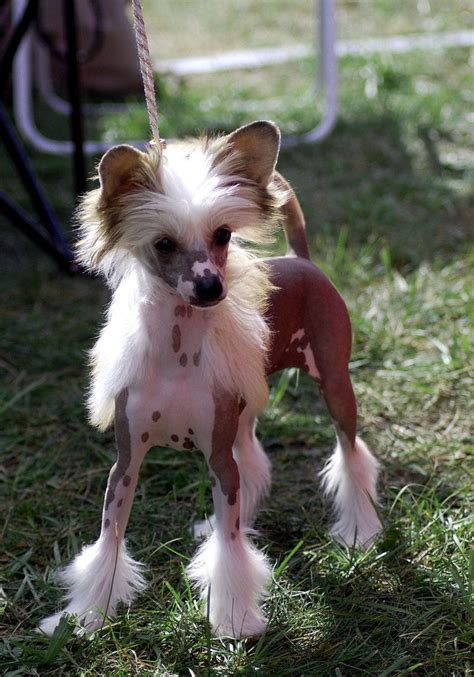 Chinese Crested Puppy By Felill On Deviantart Chinese Crested Puppy