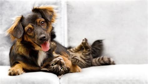 Tips For Getting Pet Cats And Dogs To Get Along Prettylitter