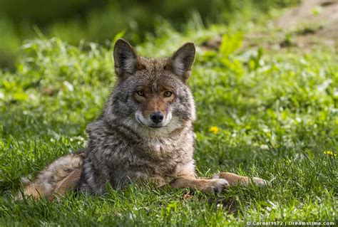 7 Simple Steps To Scare Coyotes Away For Good Pest Pointers