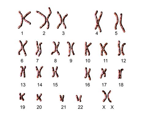 Lesson Worksheet Karyotypes Nagwa