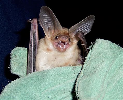 Are Bats Blind Ask A Biologist