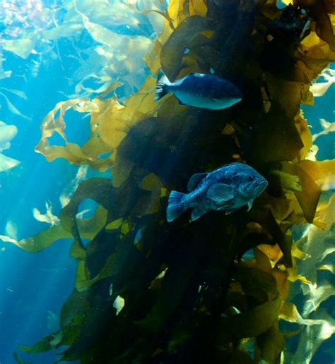 Kelp Forest Kelp Forest With Fish Drifting In The Surge Chris