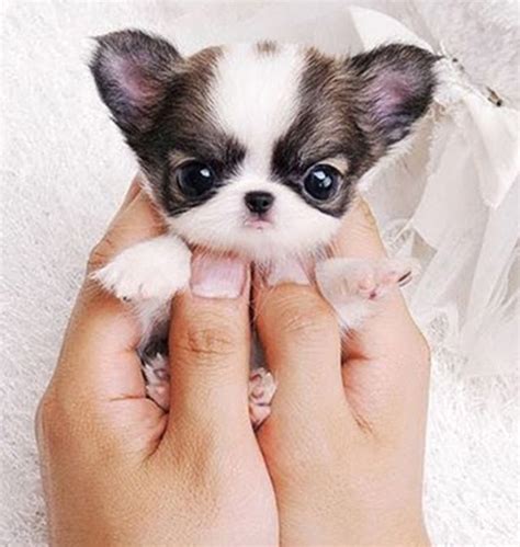 10 Cute Dogs Very Cute Puppies Baby Animals Real Cute Baby Animals
