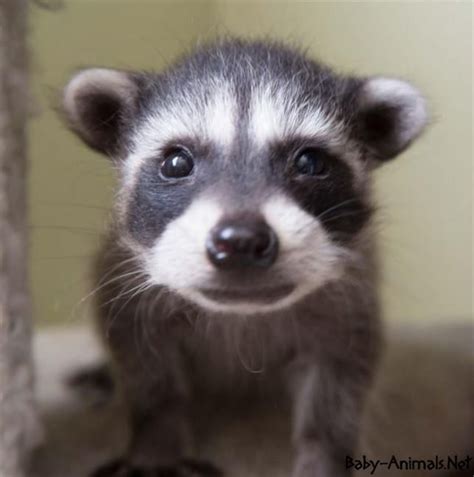 Cute Baby Raccoon Pictures Raccoon Babyraccoon Cuteraccoon