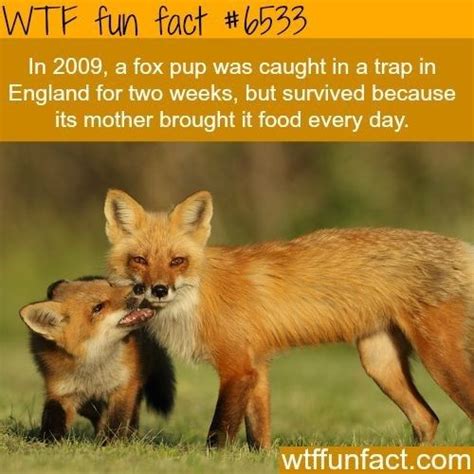Fascinating Fox Facts