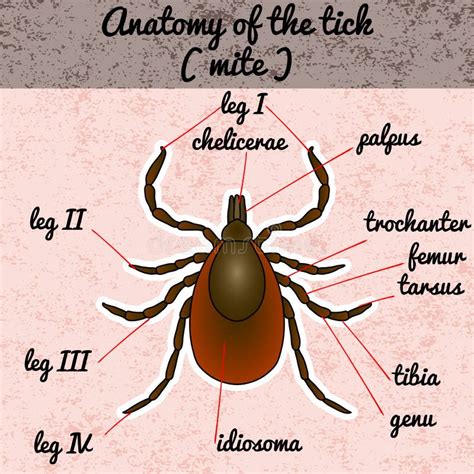 Anatomy Of A Tick