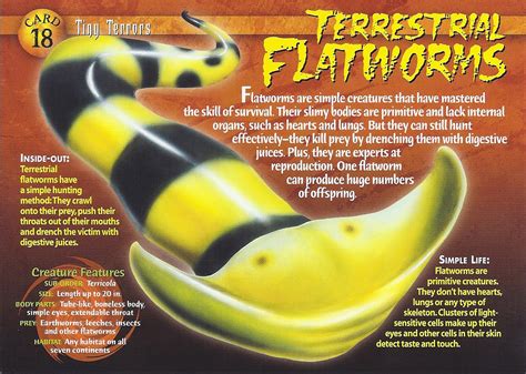 Terrestrial Flatworms Weird N Wild Creatures Wiki Fandom