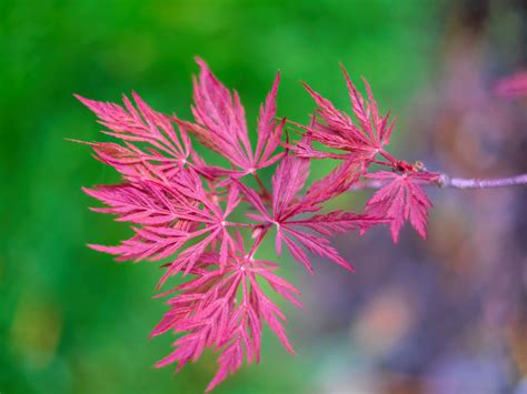 Japanese Maple Leaves Beautiful Japanese Maple Leaves In M Flickr
