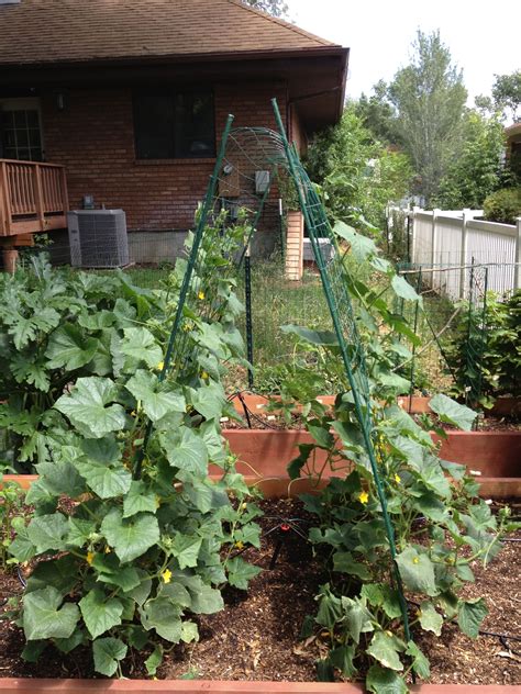 We love fantastic gardening ideas of all stripes and, if you're familiar with our site, you know. Easy cucumber trellis | Backyard vegetable gardens ...