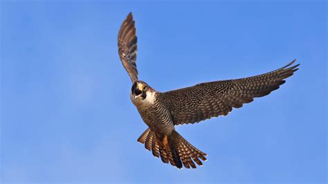 Peregrine Falcon Us National Park Service