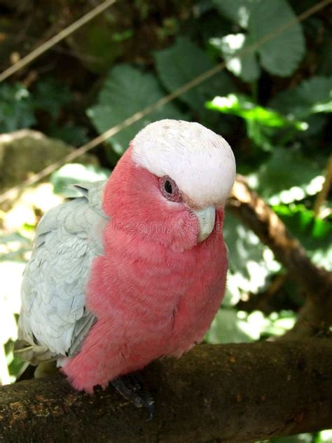 Pink Parrot Stock Image Image Of Parque Tenerife Detail 43608607