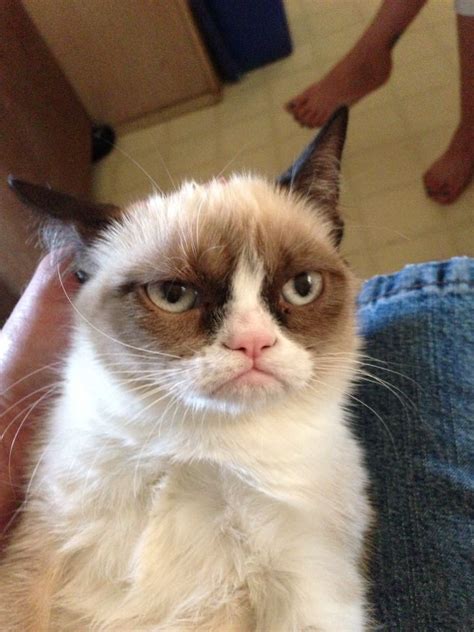 What Breed Of Cat Was Grumpy Cat Feline Celebrity Facts Catster