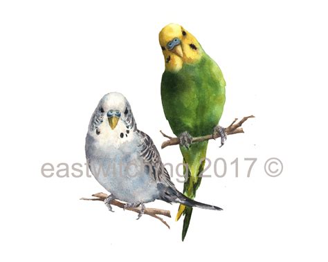 Pair Of Parakeets Print Green Budgie Budgerigar Art Birdie Etsy