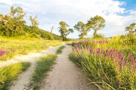 Meadow Path With Flowers Stock Photo Image Of Path 118691888