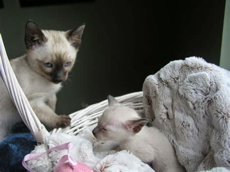Carolina Blues Cattery Siamese Kittens For Sale Siamese Kittens For