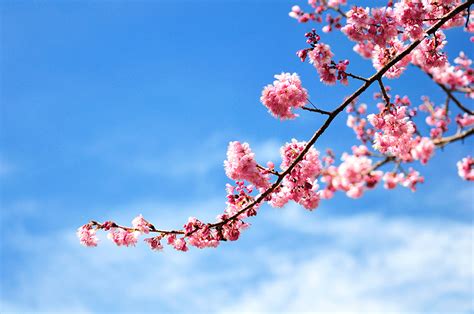 Fonds Decran La Floraison Des Arbres Cerise Ciel Branche Sakura Fleurs
