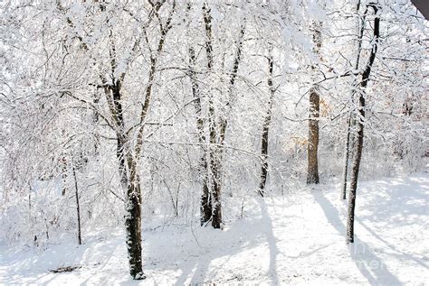 Winter Woods Photograph By Stuart Mcdaniel Fine Art America