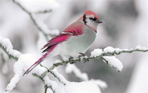 Nature Winter Bird Snow Branch Wallpaper 2560x1600 309884 Wallpaperup
