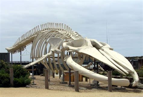 Blue whale skeleton | 동물 해부학, 화석, 고래