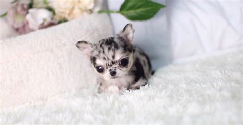 Find 4284 listings of pointers puppies for sale in mauritius near you. Blue Merle Chihuahua Puppies For Sale Near Me - Cenfesse