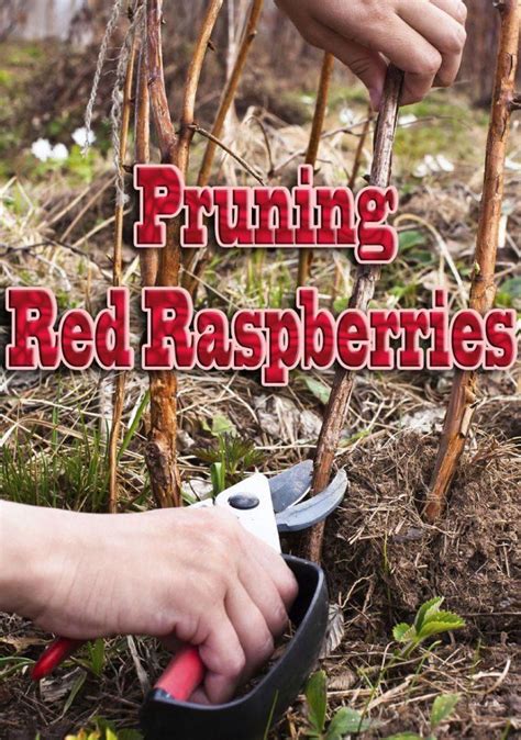 How To Pruning Red Raspberries Gardening Gardeningtips Pruning