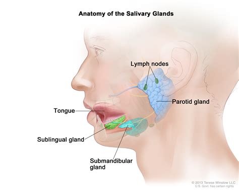 Salivary Gland Cancer Treatment MHealth Org